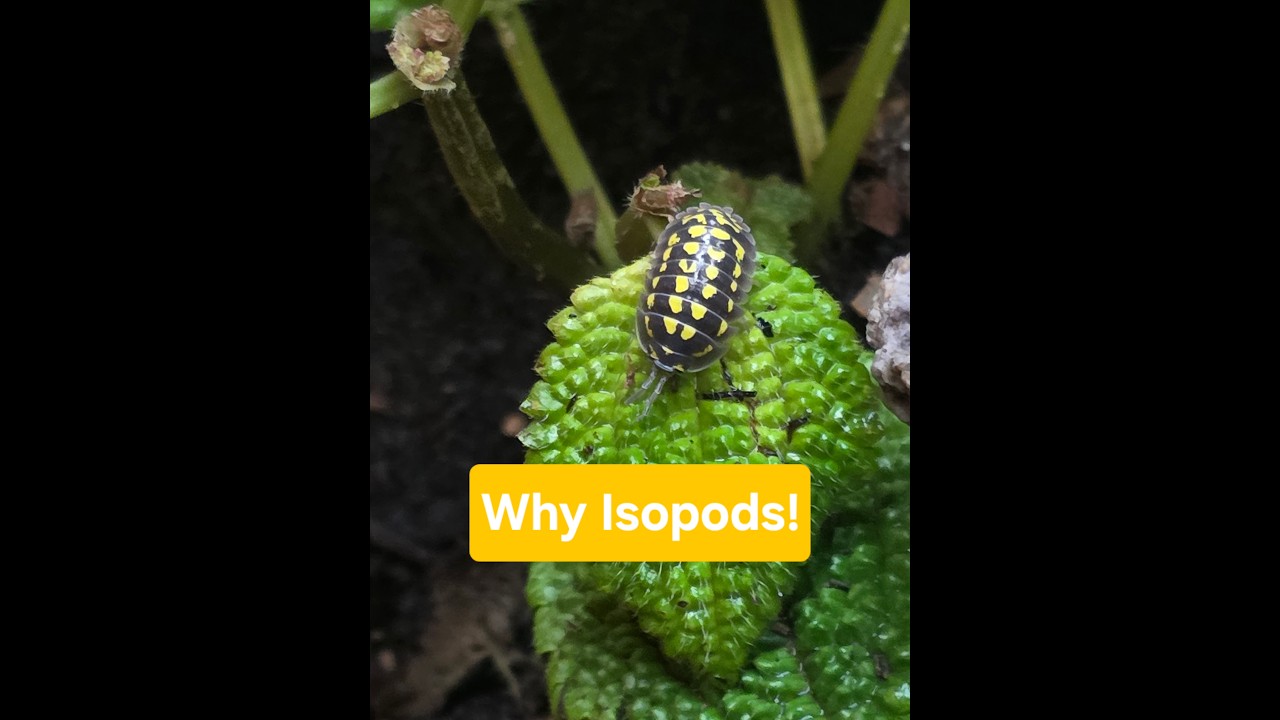 Why Isopods Make Such Good Pets | Owning Isopods