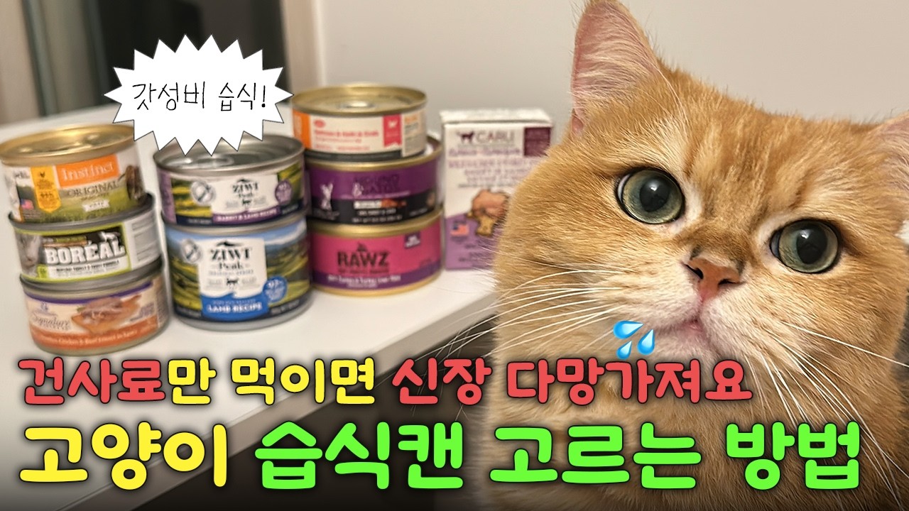 고양이 습식 고를 때, 이 2가지 성분 들었다면 제발 사지 마세요❌ 매일 먹여도 안전한 습식캔 공개‼️ 고양이 습식사료 | 고양이 습식 성분 | 고양이 습식캔 추천