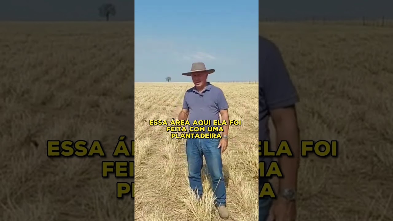 QUAL A MELHOR FORMA DE PLANTAR O CAPIM?