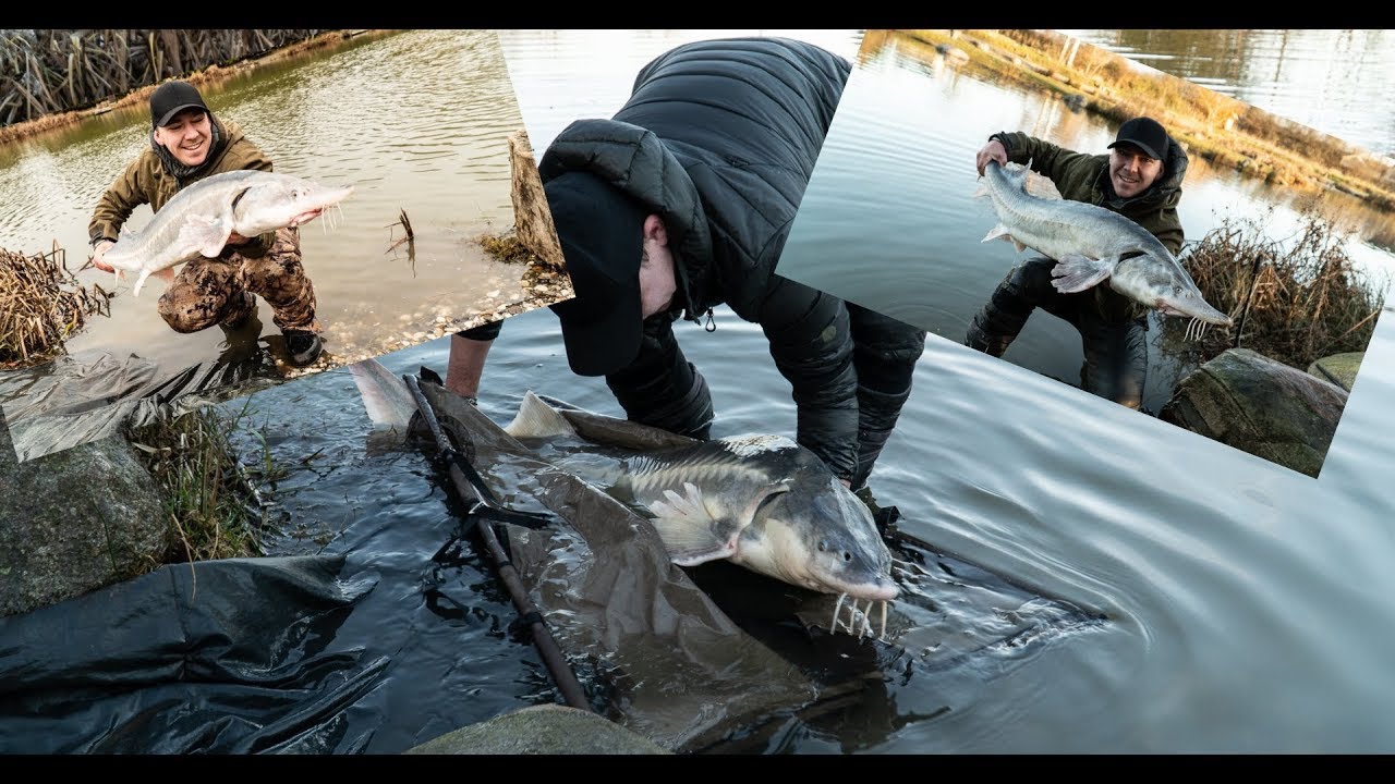 Kæmpe Stør i POPPELSØEN!!// BIG sturgeon