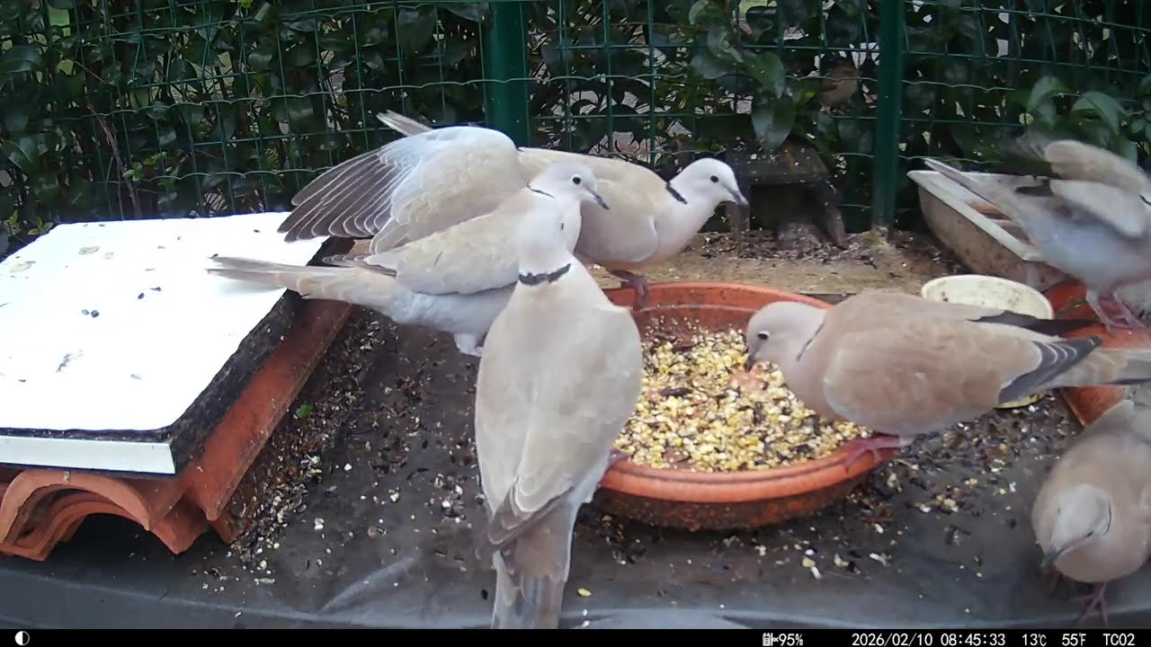 Les Tourterelles à la mangeoire N°8 février 2026. Turtle Doves at the Feeder No. 8 February 2026.