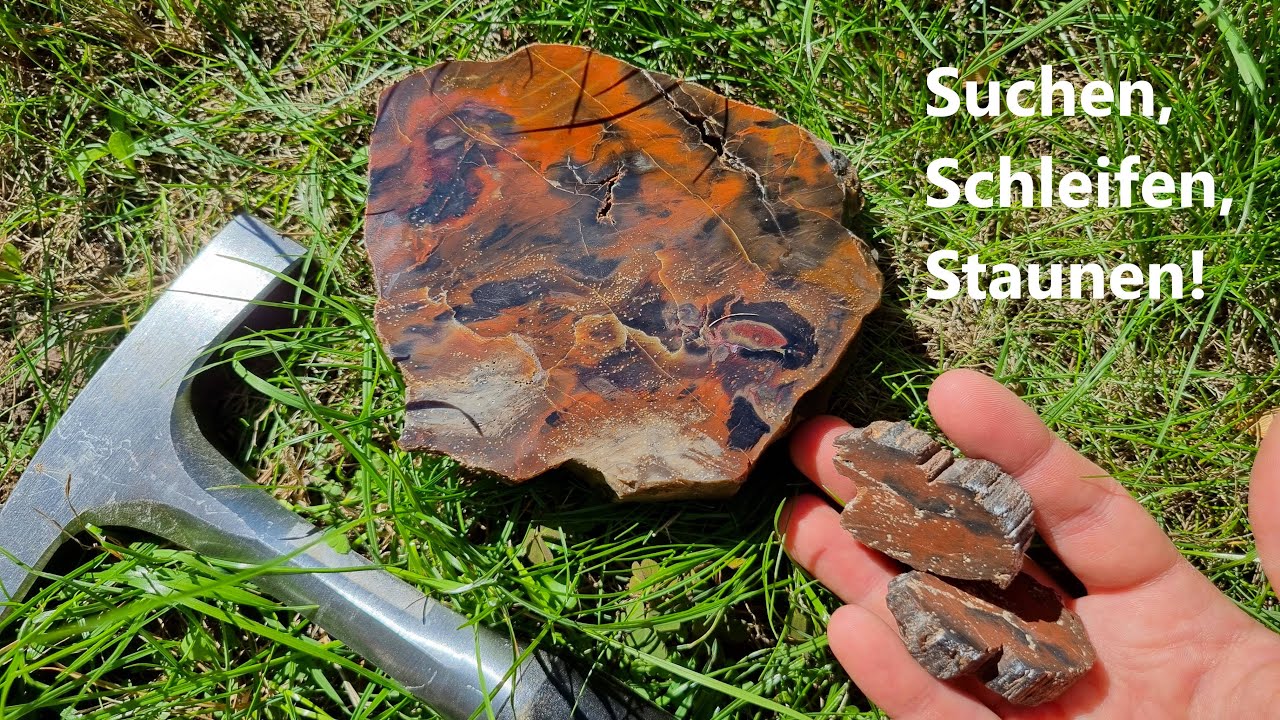 Ich suche versteinertes Holz - Mineral & Fossil in Einem!