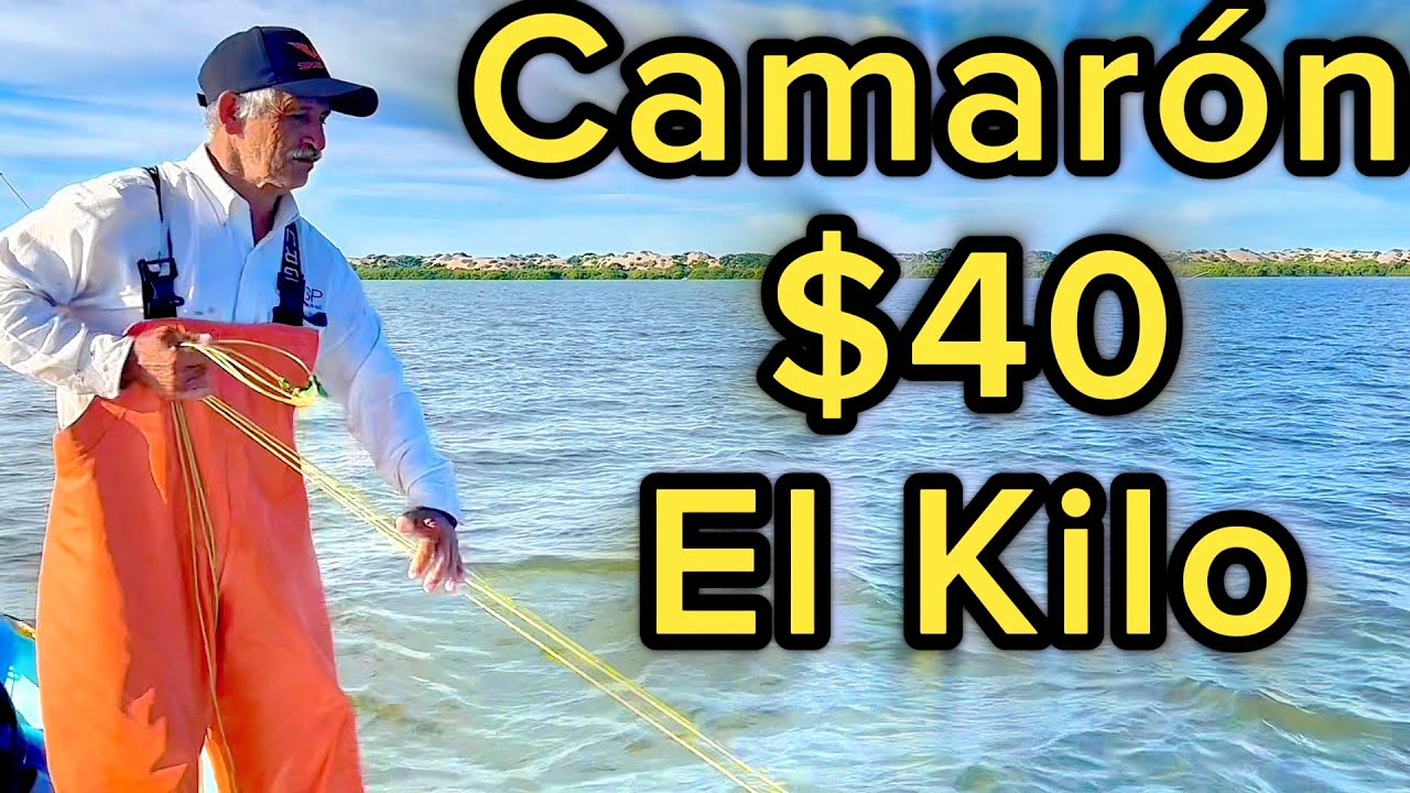 Acompáñanos a la #pesca de #camarón y a la granja de #ostión en la Reforma #sinaloa #mexico #mx