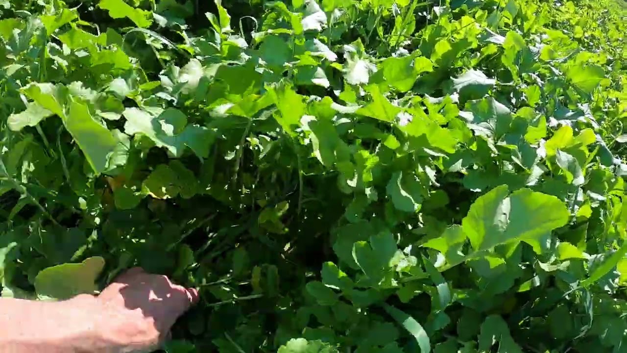 Mowing the cover crop