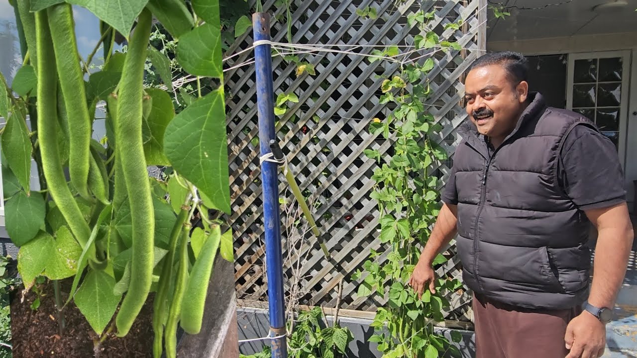 Our Vege Garden Continued Harvesting Big Beans Tomato Silver Beet|Family time @aaloottansvlog1868 