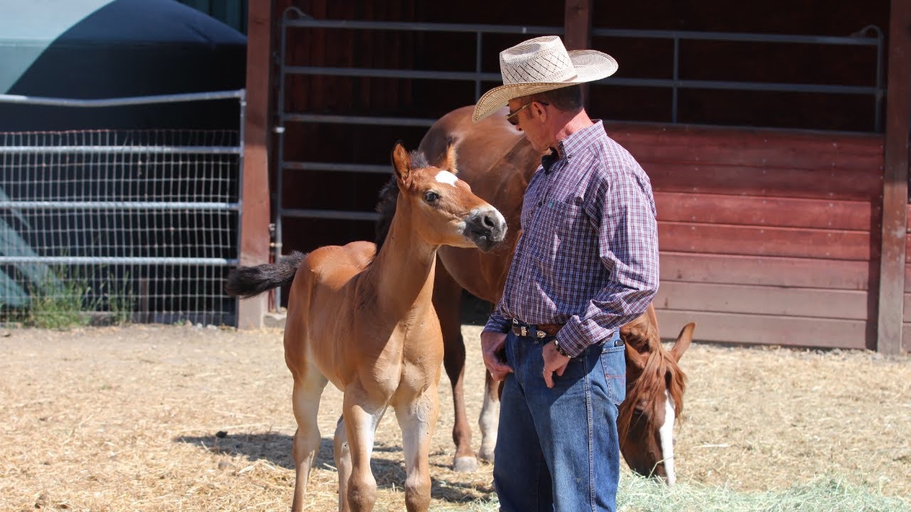 Touching a Foal that 
