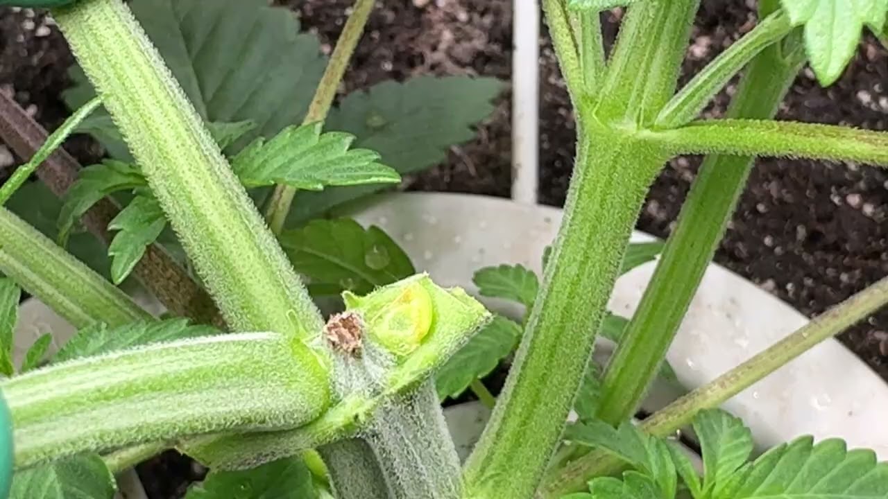 Jacob Green - Soma Seeds - Sacred tea today. 