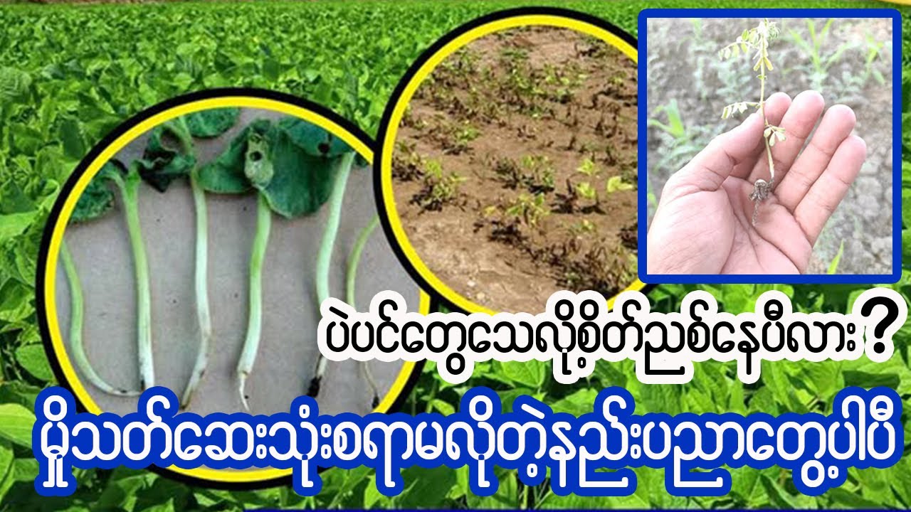 ခါးရိ၊မြစ်ပုပ်၊မြစ်ခြောက်ဆွေး၊မှိုရောဂါတွေ ကြိုတင်ကာကွယ်ဖို့ မြေပြုပြင်နည်း
