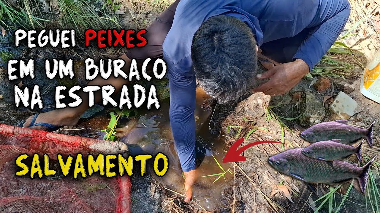 SALVEI PEIXES EM UM BURACO NA ESTRADA