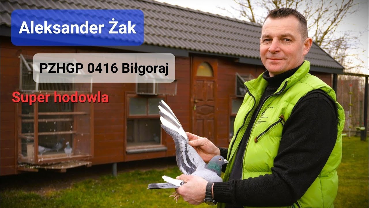 Aleksander Żak - PZHGP 0412 Biłgoraj / Super hodowla & Kapitalne wyniki !!!