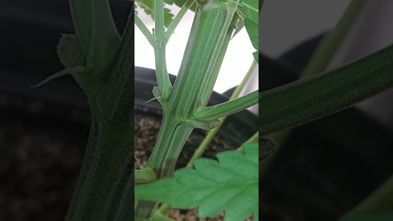 Look for male and female pre flowers before sending plants into bloom. #cbd #cannabis #growyourown