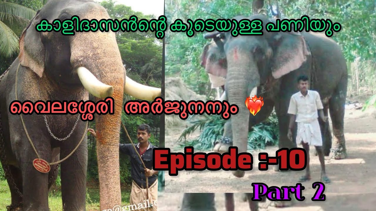 അർജുനനെ  അഴിക്കാൻ  2മത് പോയി ആ വഴി കാളിദാസന്റെ കൂടെ പണിക്ക്.🙆‍♂️/New elephant story/#aana #elephant 