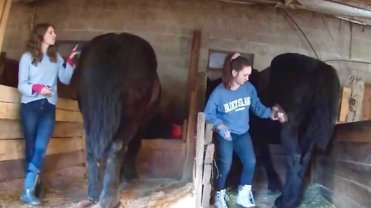 Can A Girl Harness A Draft Horse??? Harnessing Percheron Horses