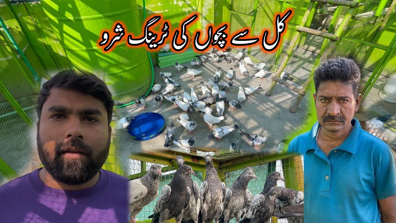 Kal Se Baby Pigeons Ki Traning Start Kr Deni Hy 🤗