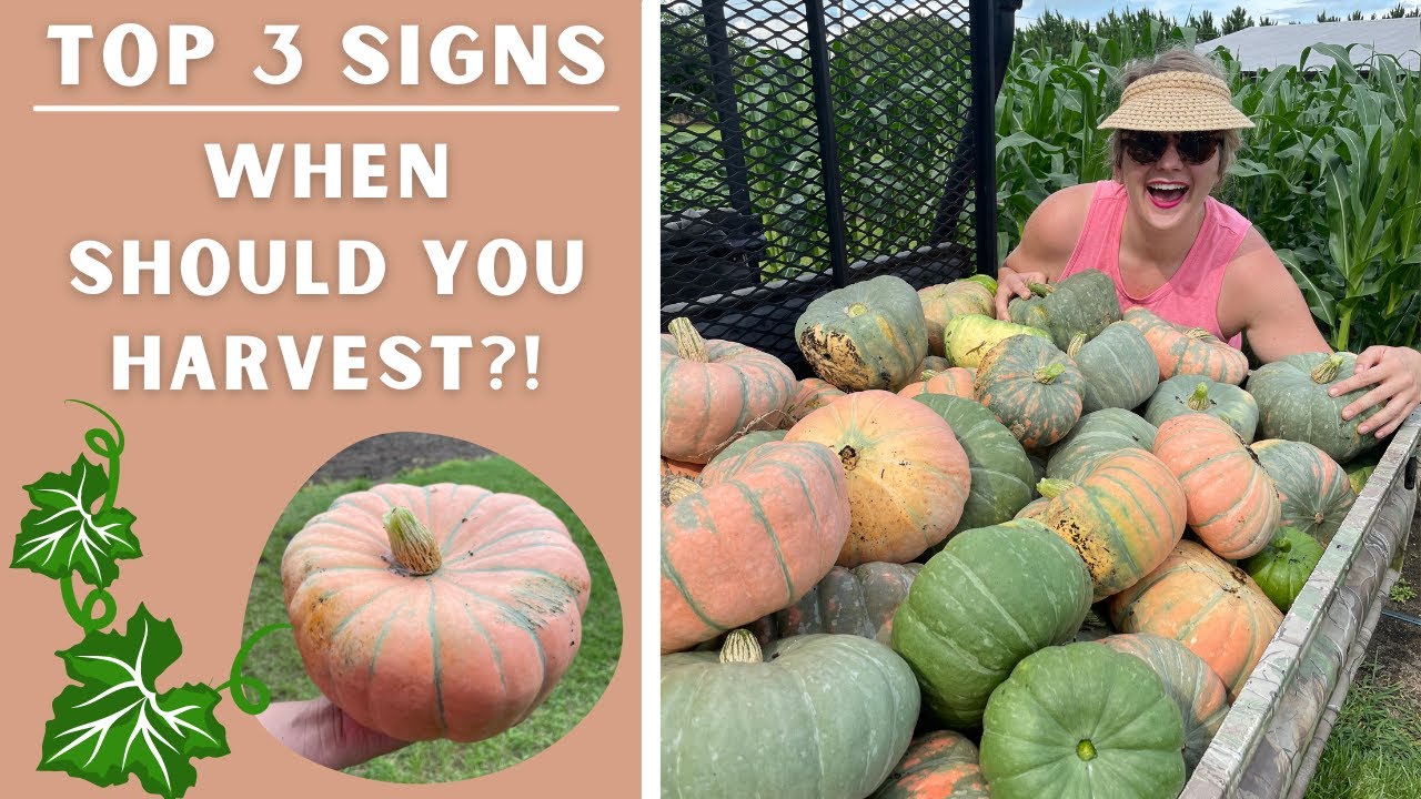 We Grew Over 100 Pumpkins in a Small Space! -- *HUGE HARVEST*