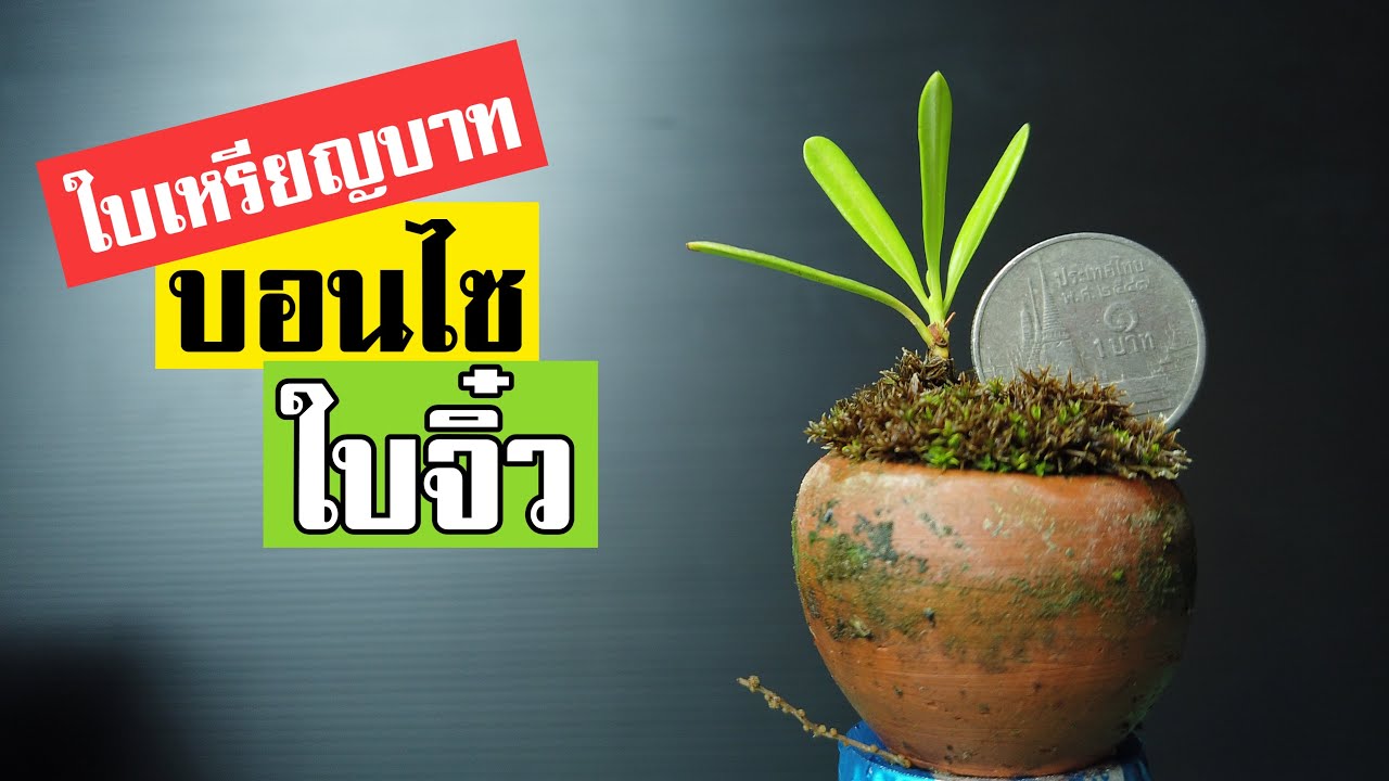 บอนไซ : การย่อใบจิ๋ว และ การปักชำ บอนไซสนใบพาย | Bonsai