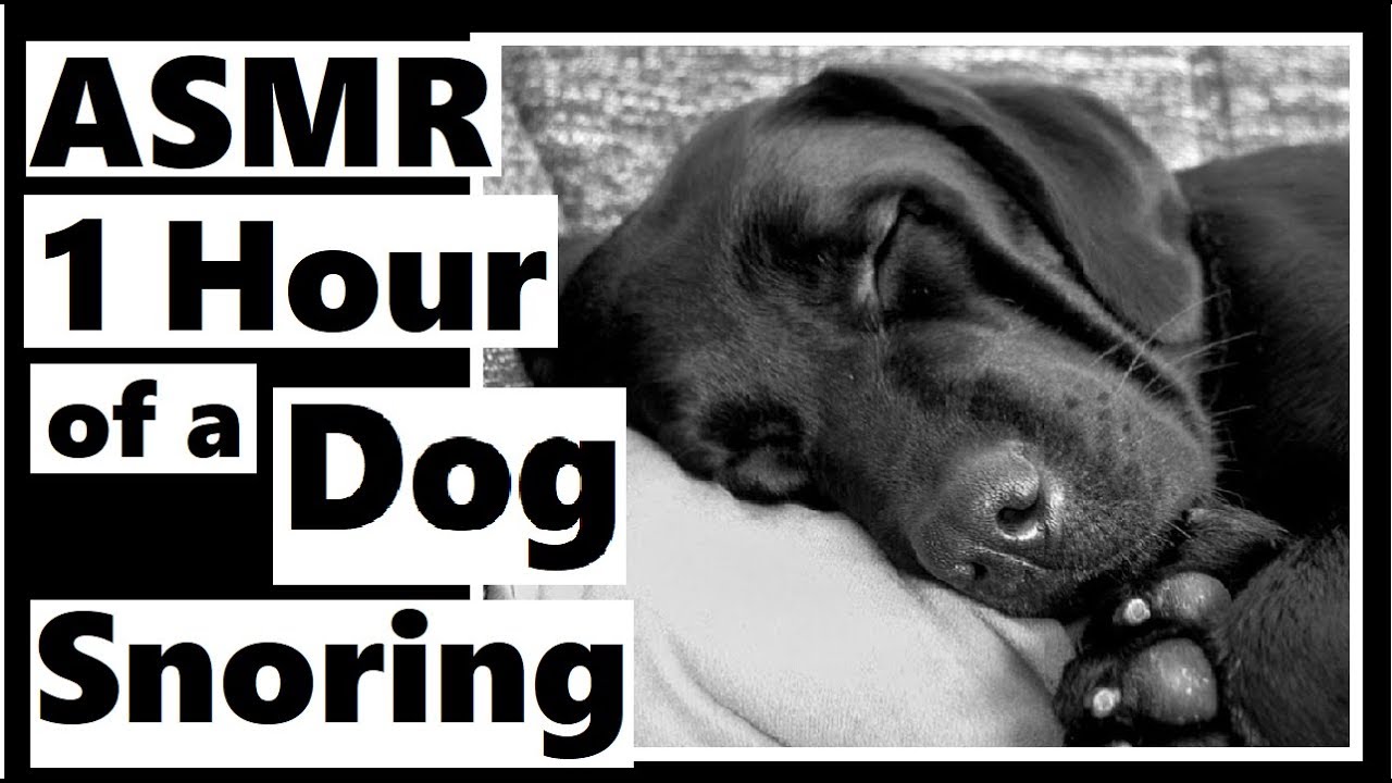 ASMR 1 Hour Dog Snoring (Sounds Human) for Sleep or Relaxation