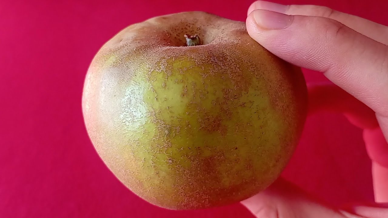 Manzana Reineta blanca de El Bierzo D.O.P. 🇪🇸 | Catando frutas 🍌 🍉