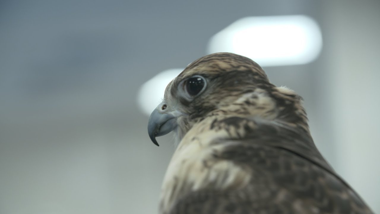 Abu Dhabi Falcon Hospital