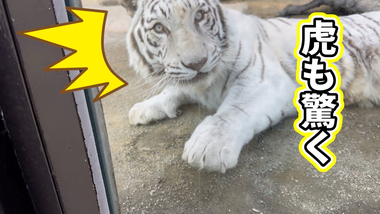 ビックリの顔🐯　2月20日 東武動物公園　ホワイトタイガー