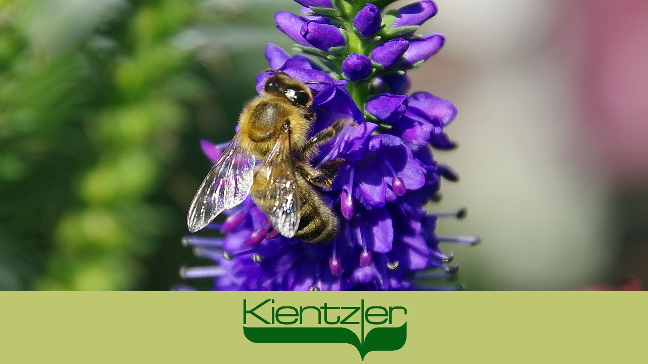 Bienenfreundliche Pflanzen für Balkon und Garten - Bienenblumen pflanzen
