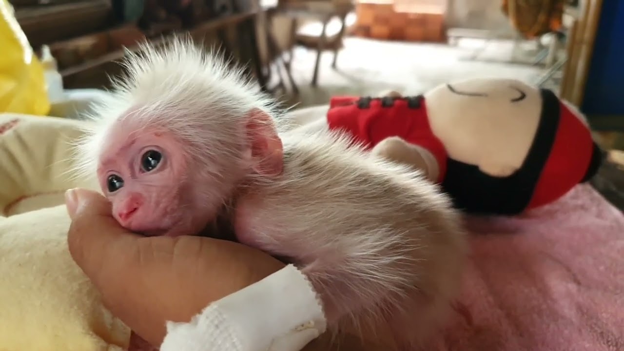 Baby Monkey Holding Hands 🐒🤝#monkey #babymonkey #cute