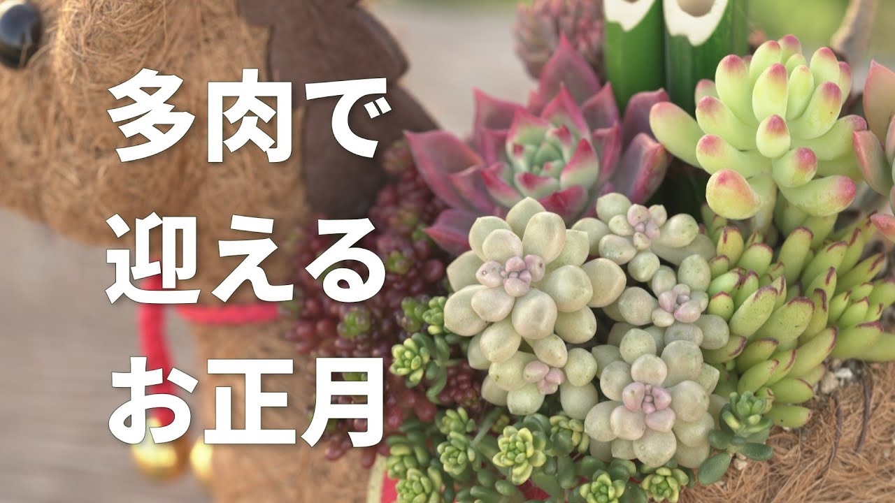 #627【放置多肉も主役です】買わずに楽しむお正月寄せ植え