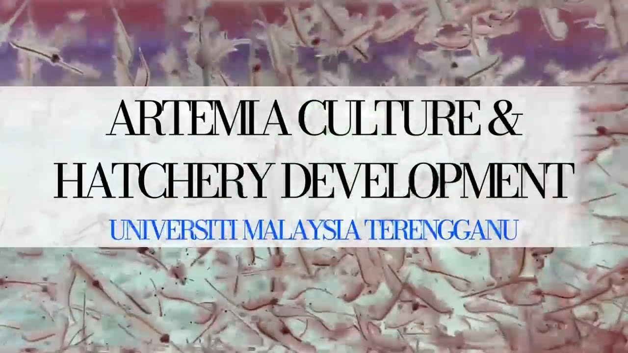 Artemia culture and hatchery development: Universiti Malaysia Terengganu