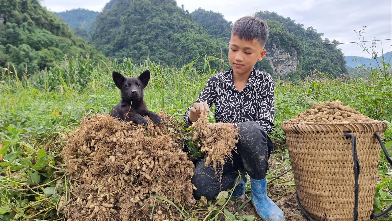 How to harvest peanuts to sell. Orphan boy Nam's joy when he sold out of peanuts | Nam - poor boy