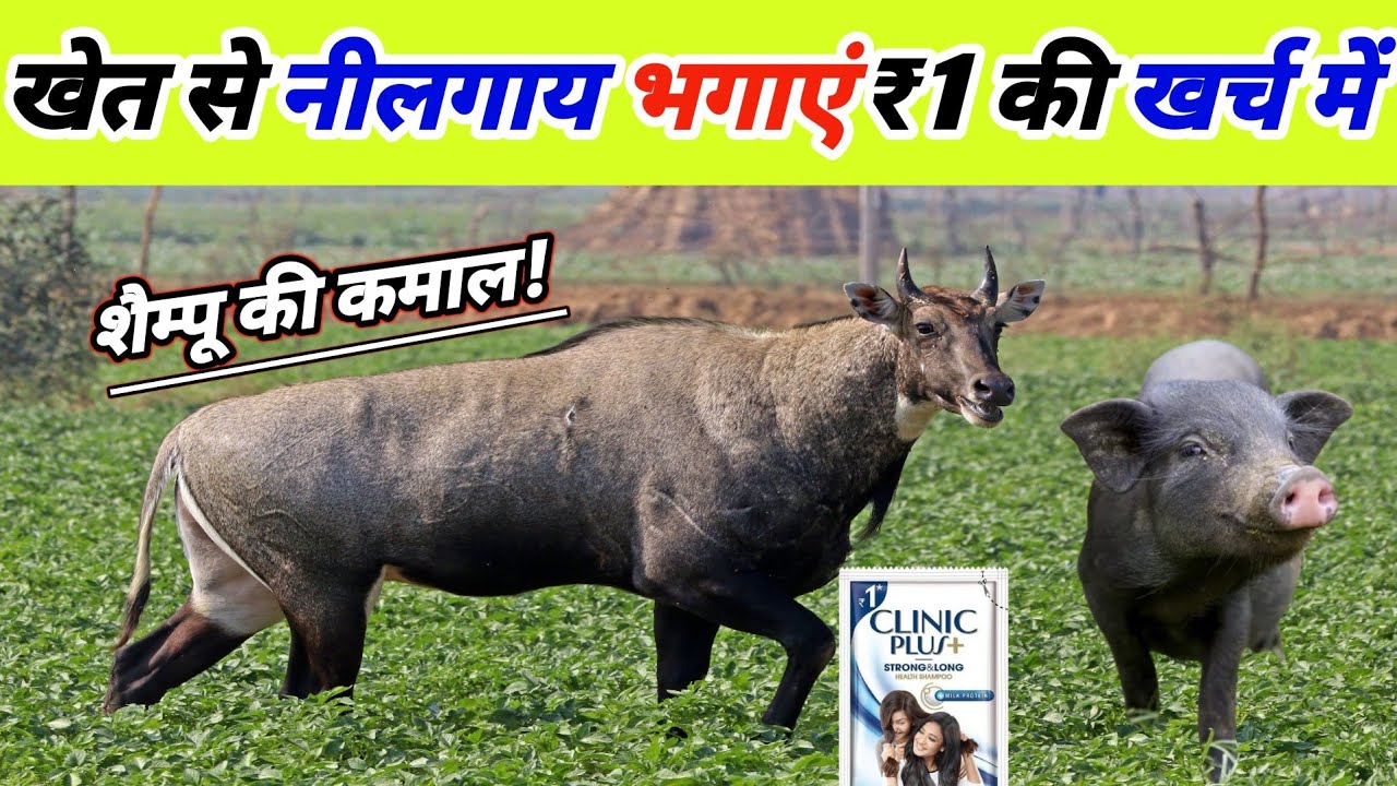 खेत से नीलगाय भगाने का देशी जुगाड़ | nilgai bhagane ka tarika | nilgai bhagane ka desi tarika
