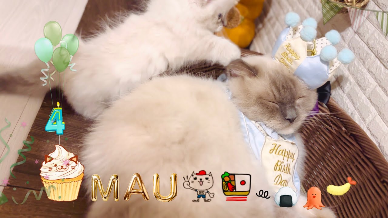 💚④🎂𓃠【猫】今年も眠たい誕生会を皮切りに秋の運動会エンジン点火🐾🍁 ＊テロップなし （利用中むいむい.毛深いﾖﾛｺﾌﾞﾗ