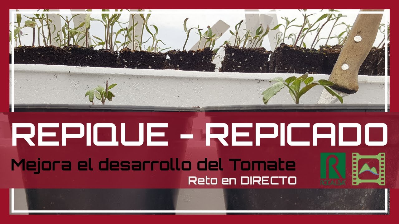 Como 🌱 trasplantar las tomateras con la 🍅 Técnica del REPICADO 🍅 | LdN