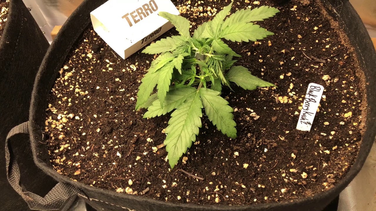 Day 15 SAG Autoflower Nextlight Mega organic grow