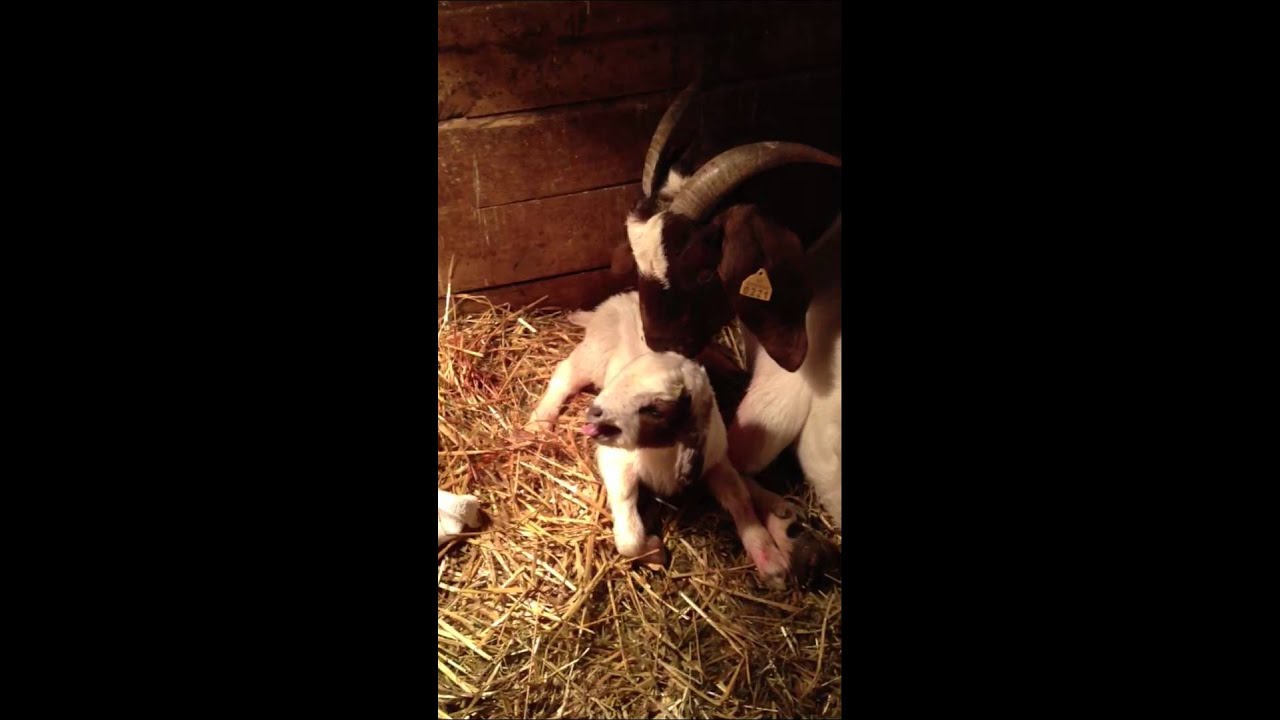 Newborn goat kid