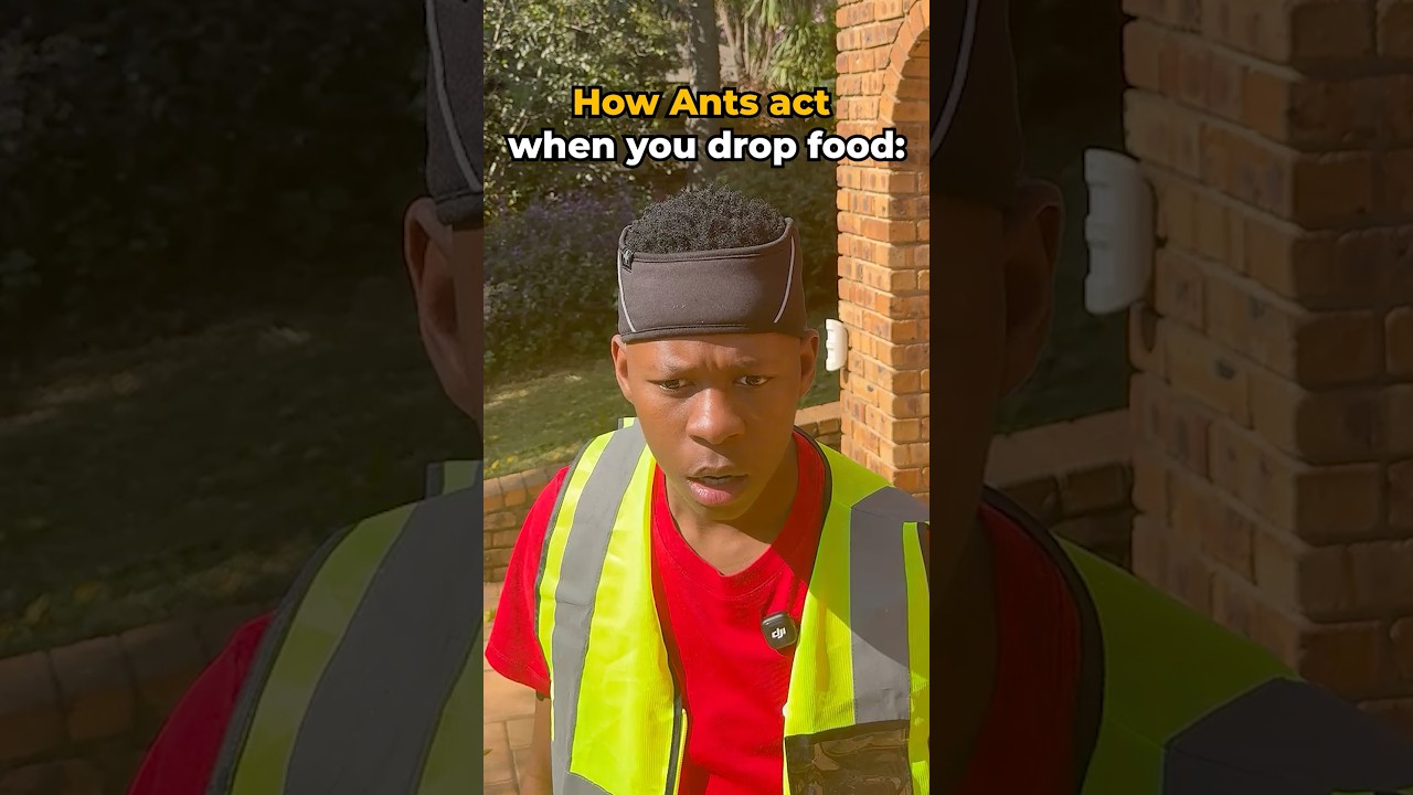 Ants Military Operation 😂