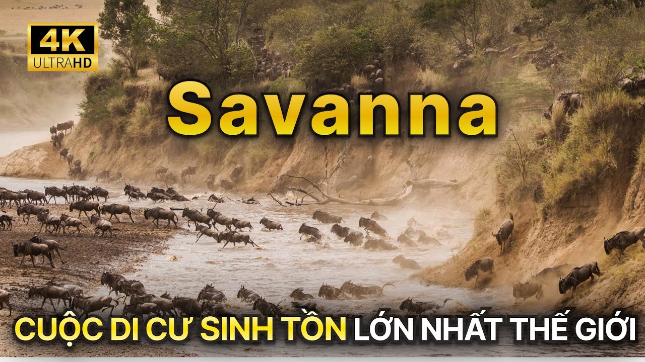 SAVANNA HOANG D&Atilde; | Cuộc Di Cư Sinh Tồn Gi&agrave;nh Sự Sống Của Tr&aacute;i Tim Ch&acirc;u Phi [Phần 1] #thegioidongvat