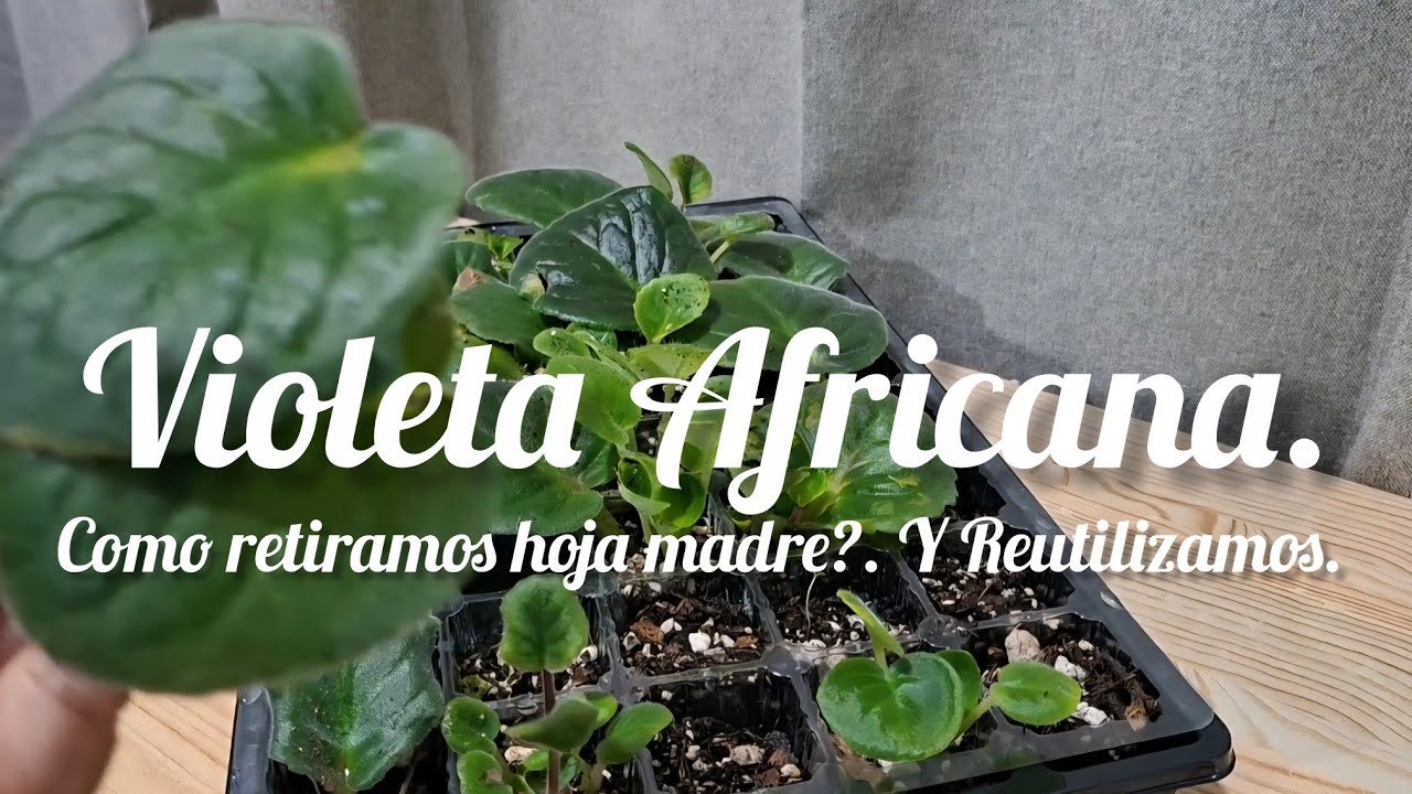 VIOLETAS AFRICANAS. Como retiramos Hoja y Reutilizamos. #