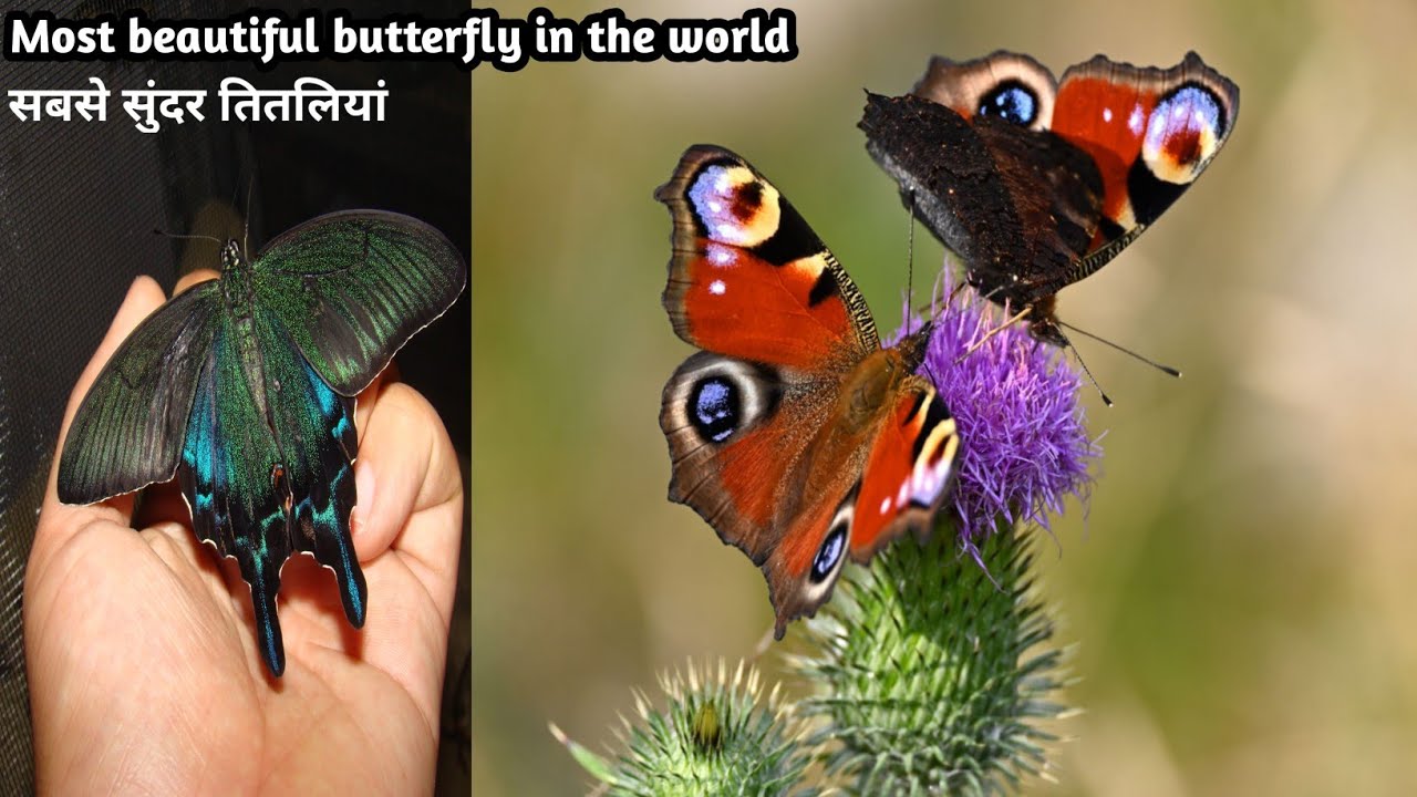 beautiful butterfly | दुनिया की सबसे सुंदर तितलीया | Most beautiful butterfly in the world