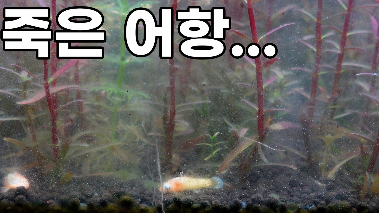 죽은 어항의 놀라운 회복력과 수초항하면 안되는이유(200일의 실수)
