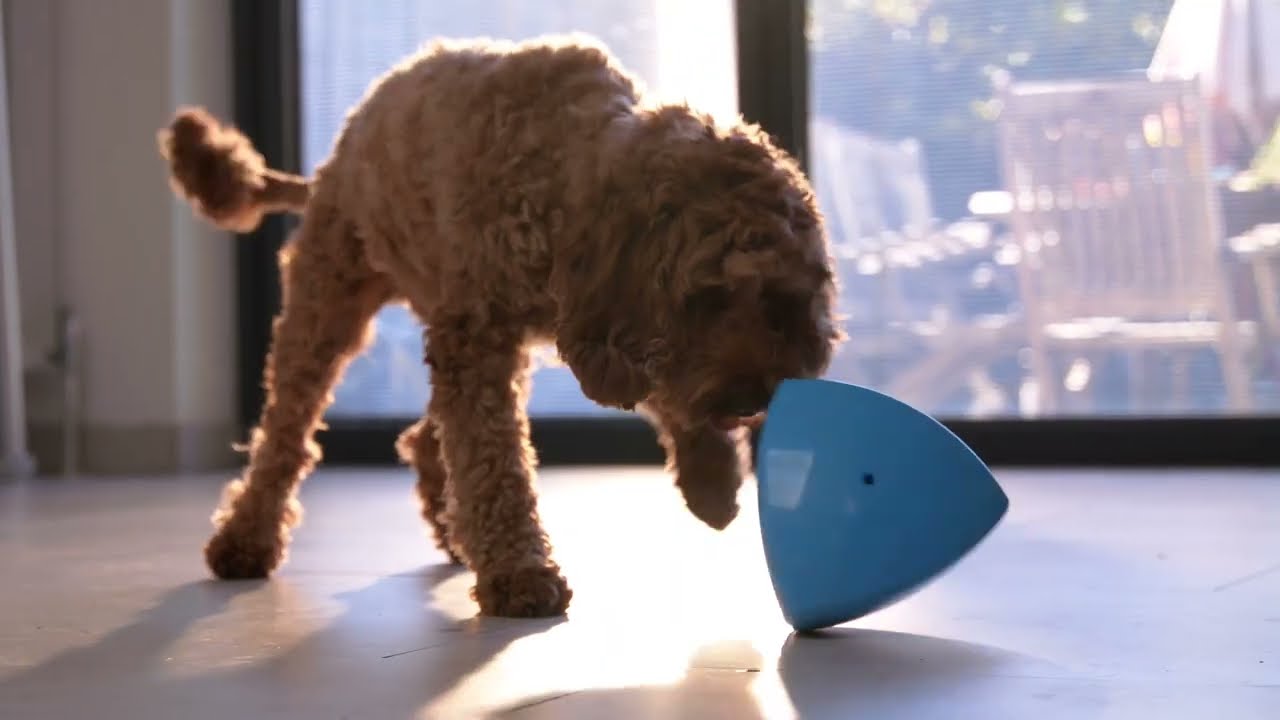 Roolo Dog Toy