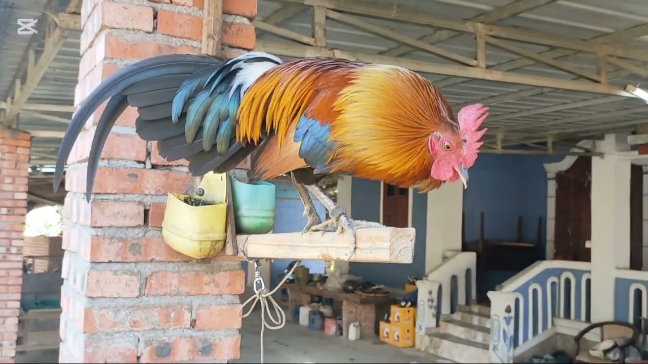 Qaib Quas Zoo Daj Zoo Nraug Kawg