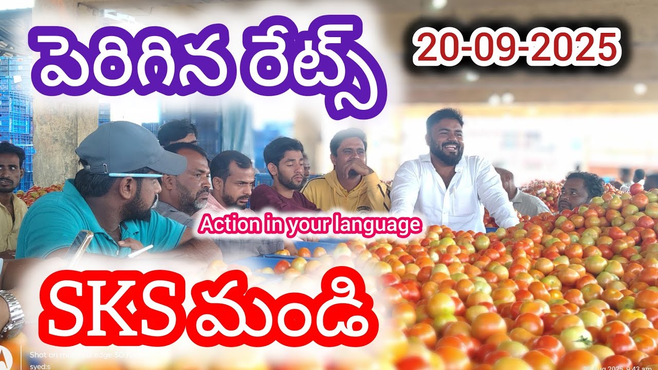 20-09-2025 today Kolar tomato market rates/today Tomato price Kolar tomato rates 