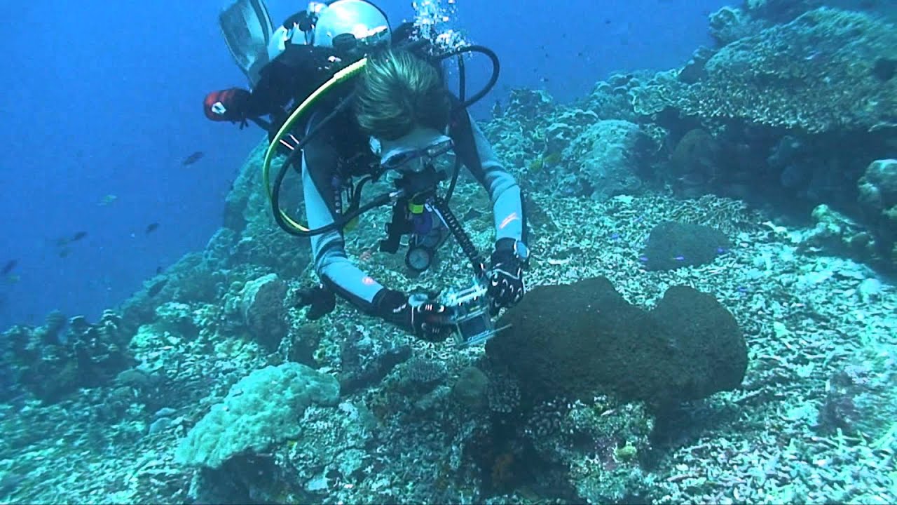 Diving Safary Bali Comodo - Russian Dive Club 