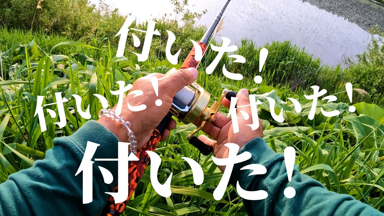 ライギョ２夜連続！！