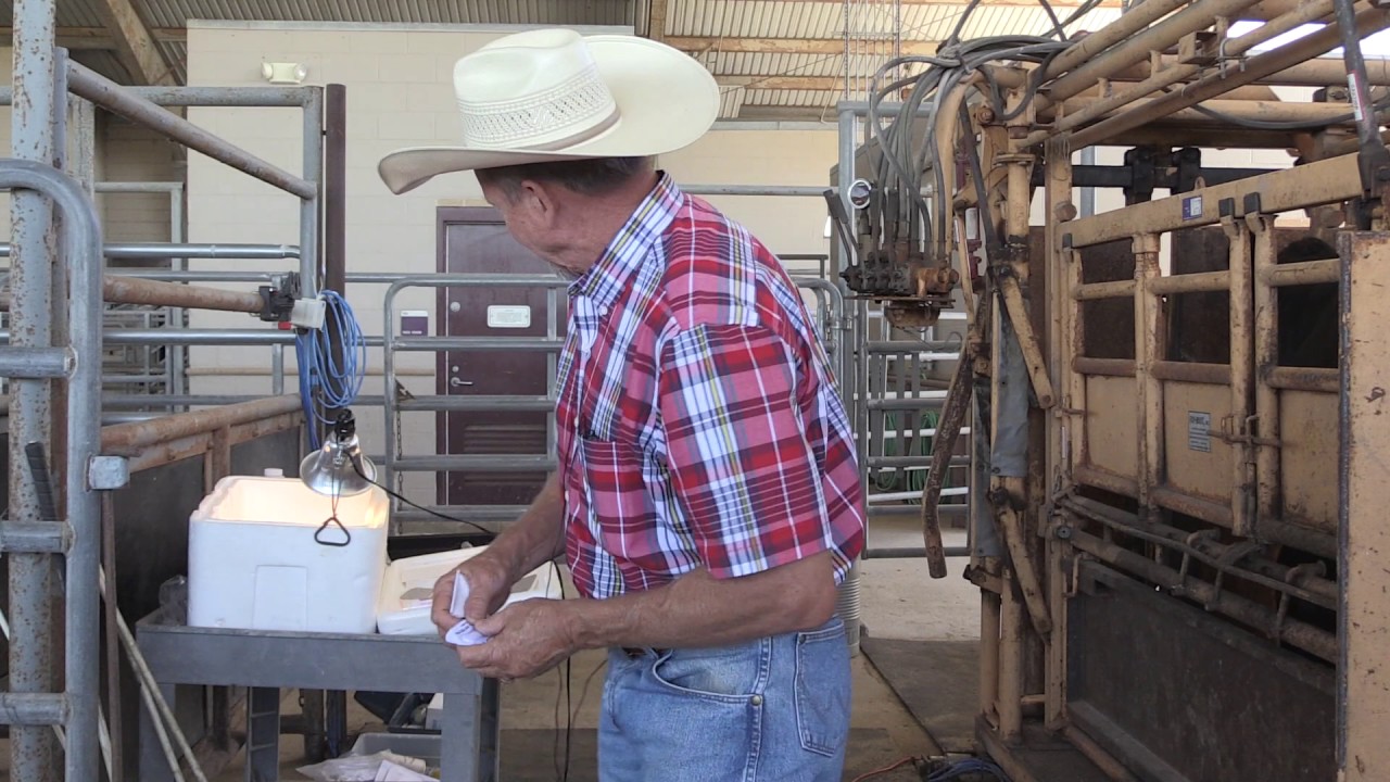 Bruce Carpenter - Cattle Reproduction - Estrus Detection Tools