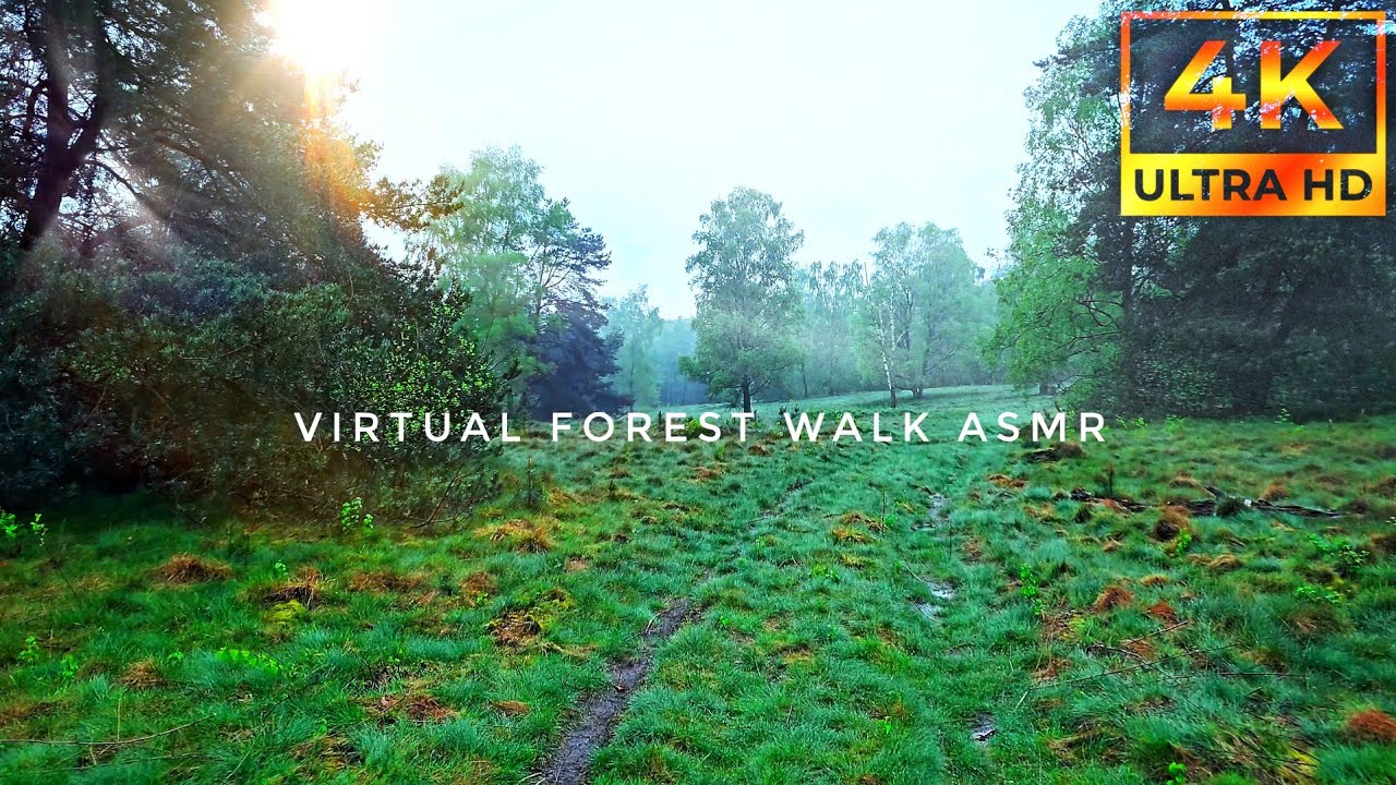4K Rainy Spring Forest Walk | ASMR Nature Sound
