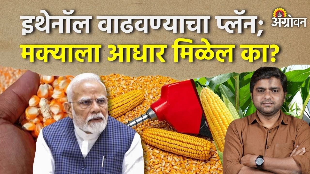 Maize Rate: तेल आयात कमी करण्यासाठी इथेनाॅल उत्पादन वाढीचा विचार | Agrowon