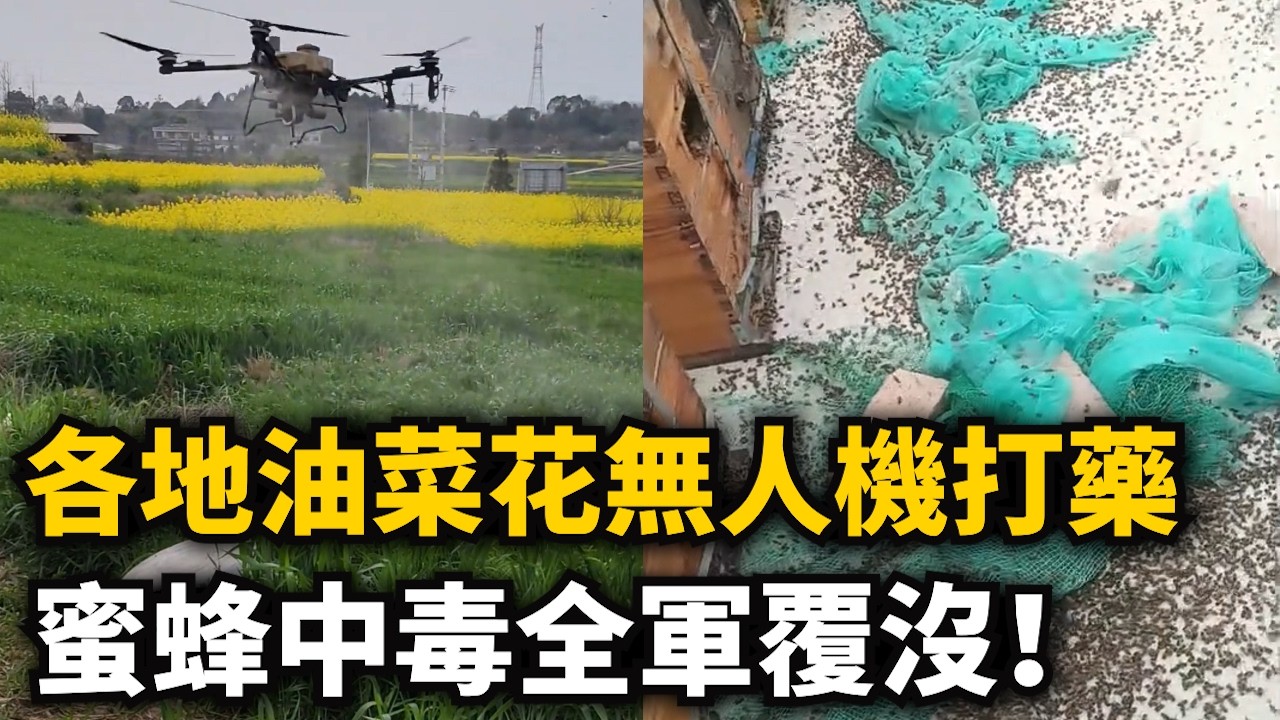 異象！全國各地油菜花無人機打藥！蜜蜂中毒全軍覆沒！損失慘重！蜂農頂不住！連夜搬去深山老林！四川湖北淪陷！生態鏈打亂！
