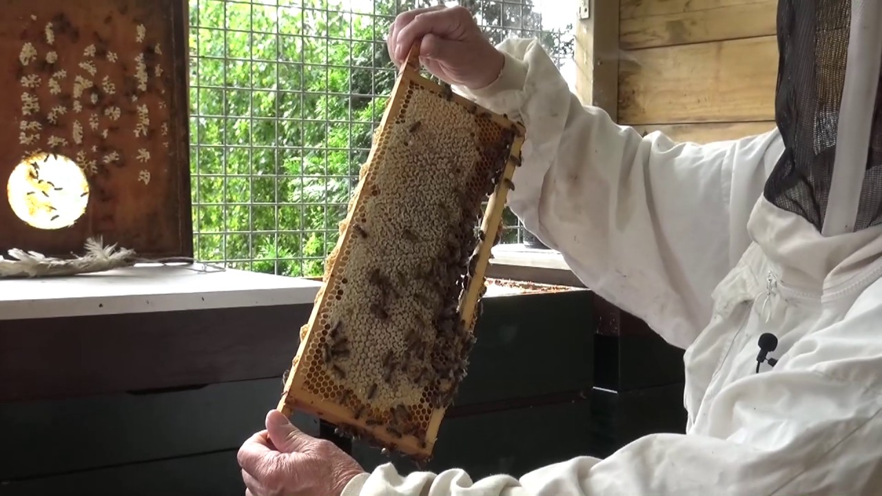 Honing 'oogsten', hoe gaat dat?