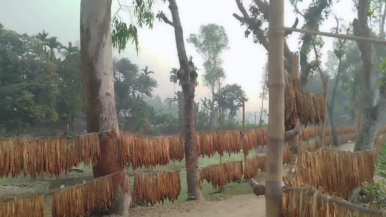 মন মোৰ ৰসনা||এই দেহাৰ মূল্য নাই|| Mon Mor Rosona ||Zubeen Garg New